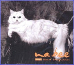 MUSIC PLAZA CD 나비 Nabee | 1집